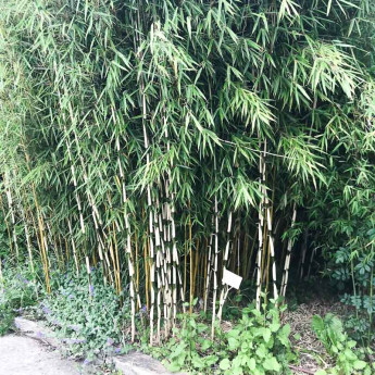 découvrez tout sur le grand bambou : ses différentes variétés, ses usages au jardin, conseils de plantation et d'entretien pour profiter pleinement de cette plante majestueuse et décorative.