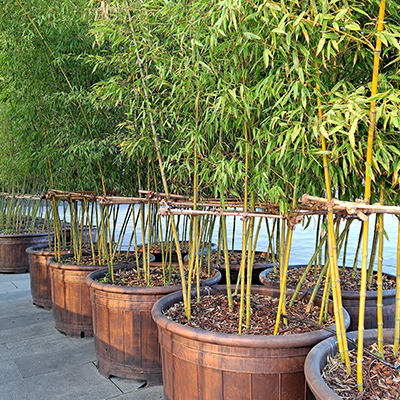 découvrez le grand bambou, une plante élégante et robuste idéale pour créer des haies, décorer votre jardin ou apporter une touche exotique à votre espace extérieur. conseils de culture, entretien et variétés adaptées à chaque besoin.